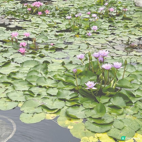 親子放假很適合去戶外公園接觸大自然，我很推薦這個位於鑽石山的...