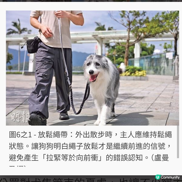 勿亂直視彎腰靠近 讀懂毛孩行為建和諧防線