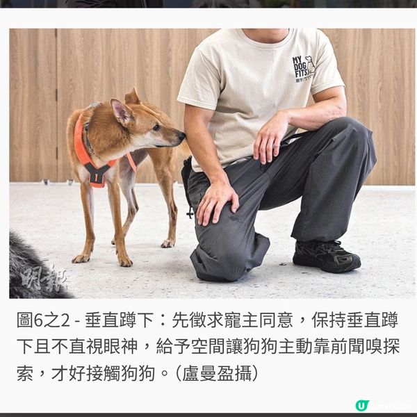 勿亂直視彎腰靠近 讀懂毛孩行為建和諧防線