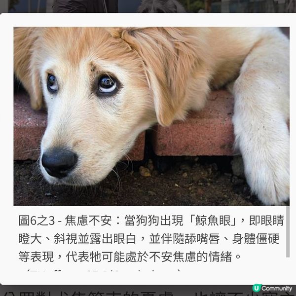 勿亂直視彎腰靠近 讀懂毛孩行為建和諧防線
