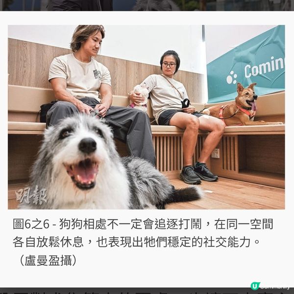 勿亂直視彎腰靠近 讀懂毛孩行為建和諧防線