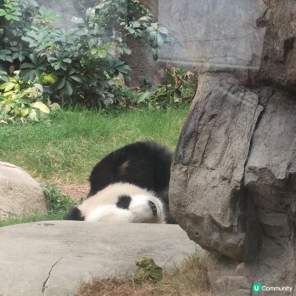 海洋公園奇遇🐼🎢🌊！夏日開心玩到癲🤩✨