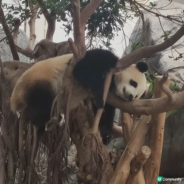 海洋公園奇遇🐼🎢🌊！夏日開心玩到癲🤩✨