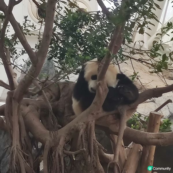 海洋公園奇遇🐼🎢🌊！夏日開心玩到癲🤩✨