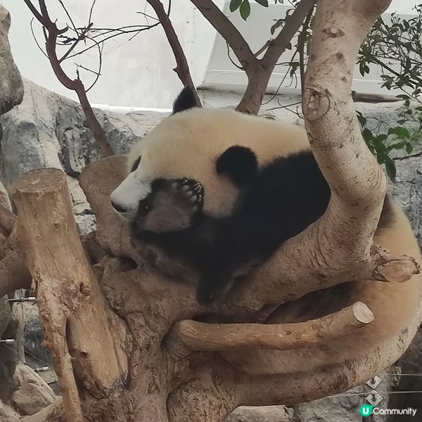海洋公園奇遇🐼🎢🌊！夏日開心玩到癲🤩✨