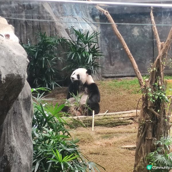 海洋公園奇遇🐼🎢🌊！夏日開心玩到癲🤩✨