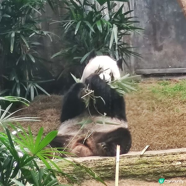 海洋公園奇遇🐼🎢🌊！夏日開心玩到癲🤩✨