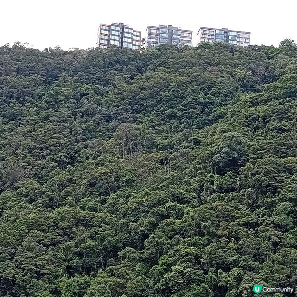 重陽登高賞維港和拍攝絶景！📸