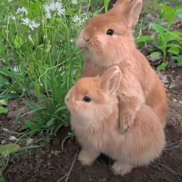 兔寶寶抓著非常苛護牠的哥哥，用哥哥背部墊高自己，可以接觸到更多新奇的自然景物，聰明呀！
#社群相聚#毛孩日...