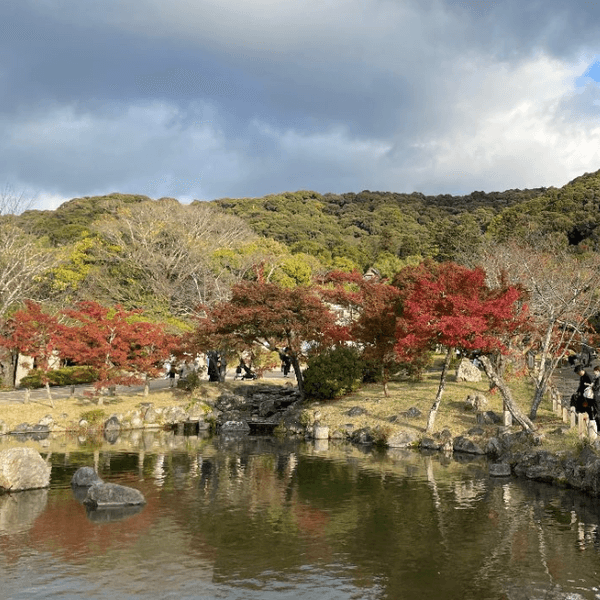 日本楓葉漸變紅