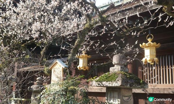 可愛動物御神籤、追星必去車折神社，還有…？京都8家必去特色寺廟與神社