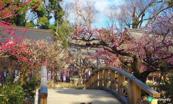 可愛動物御神籤、追星必去車折神社，還有…？京都8家必去特色寺廟與神社