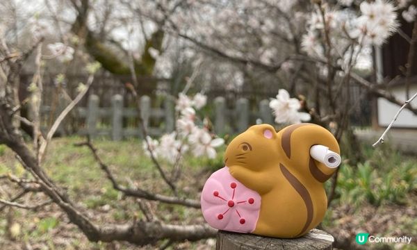可愛動物御神籤、追星必去車折神社，還有…？京都8家必去特色寺廟與神社