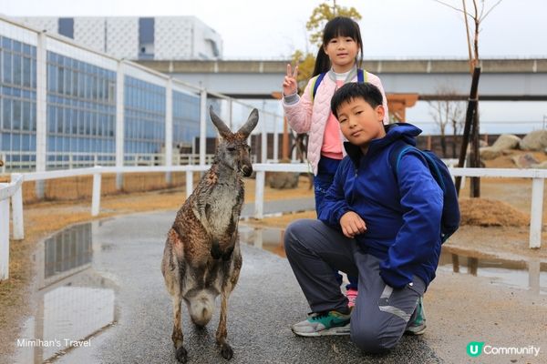 神戶動物王國：親近自然與動物的夢幻互動樂園