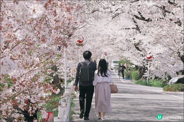 【櫻花浪漫】解鎖京都3大必去賞櫻打卡熱點！