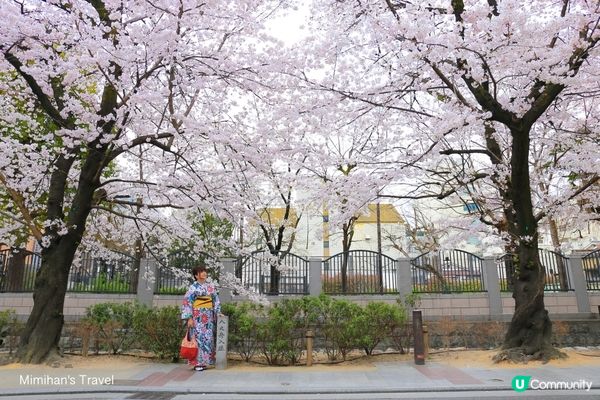 【櫻花浪漫】解鎖京都3大必去賞櫻打卡熱點！
