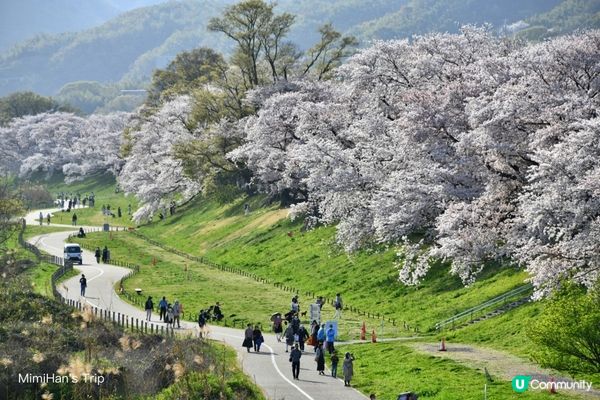【櫻花浪漫】解鎖京都3大必去賞櫻打卡熱點！