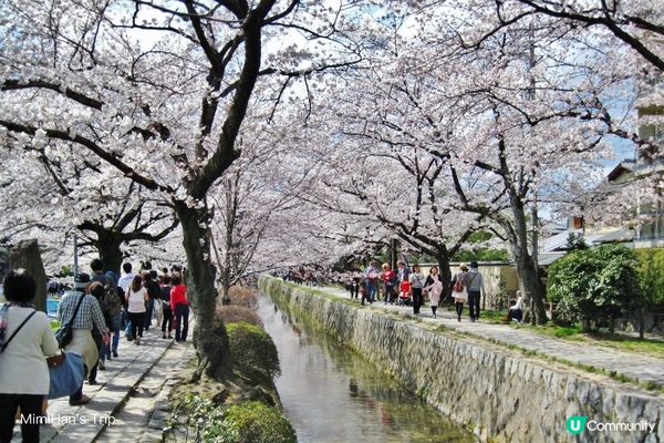 【櫻花浪漫】解鎖京都3大必去賞櫻打卡熱點！