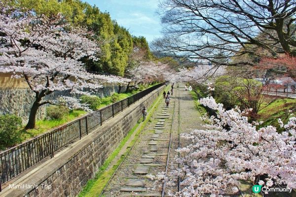 【櫻花浪漫】解鎖京都3大必去賞櫻打卡熱點！