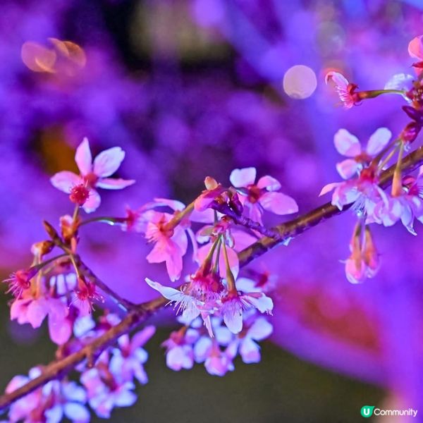 東涌櫻花園看「夜櫻」