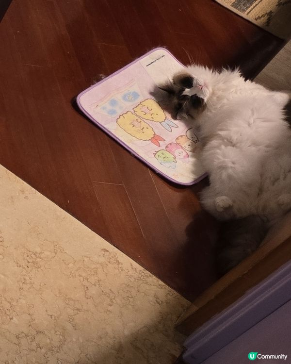 有樣學樣的賴皮式睡相