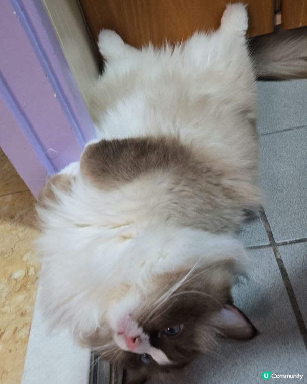 有樣學樣的賴皮式睡相