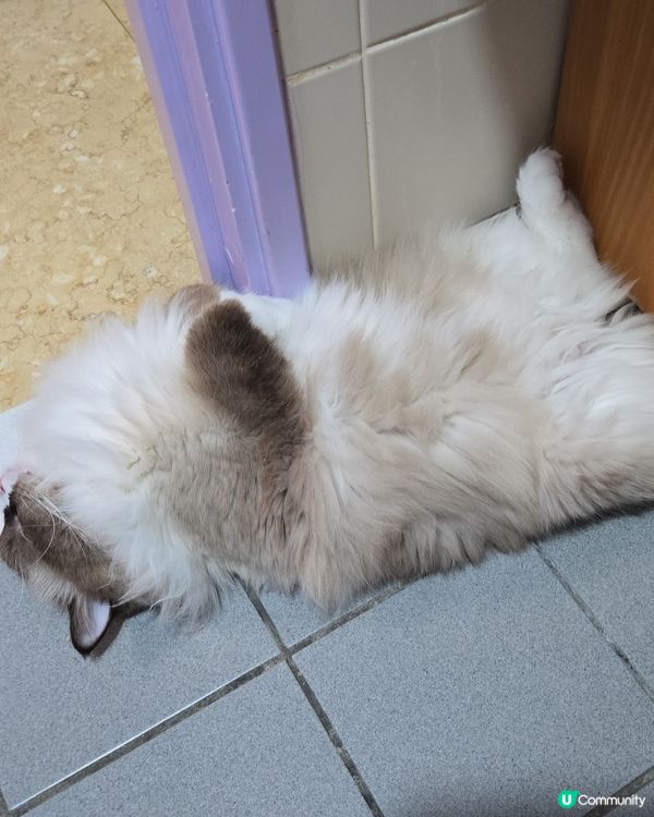 有樣學樣的賴皮式睡相