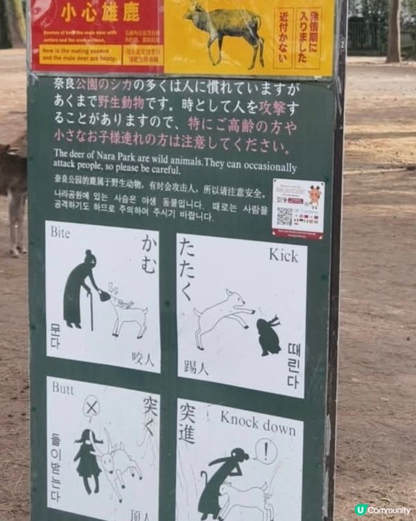 餵鹿活動
