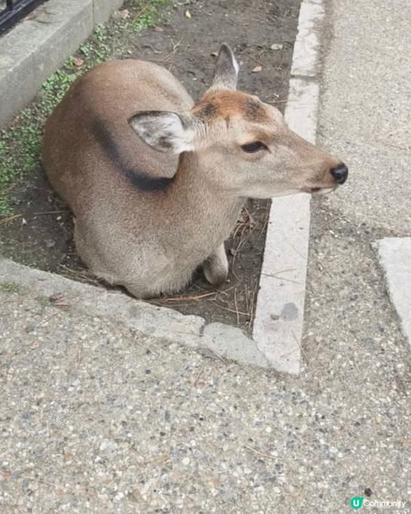 餵鹿活動