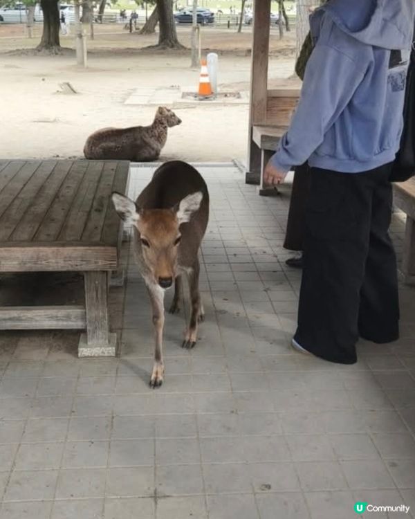餵鹿活動