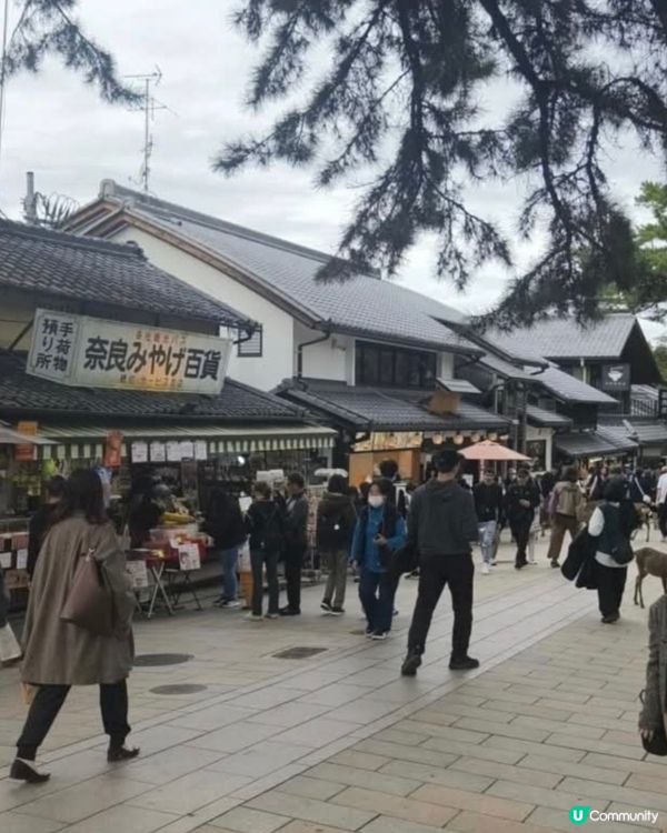 餵鹿活動