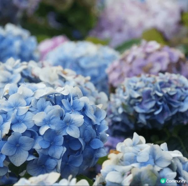 藍色及藍紫色的繡球花，是在日本梅雨季節中最常見到的繡球花。 ...