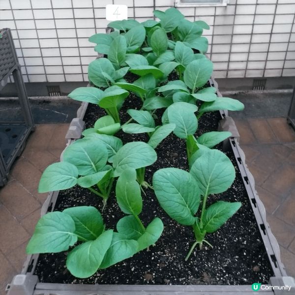 自家種菜菜，真係甜啲好食啲