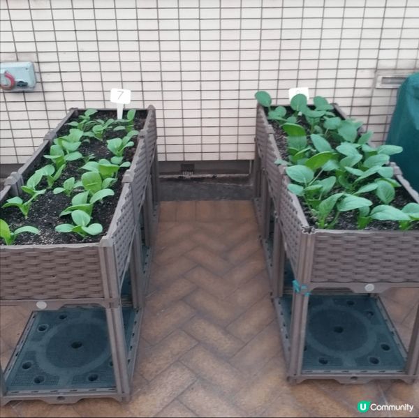 自家種菜菜，真係甜啲好食啲