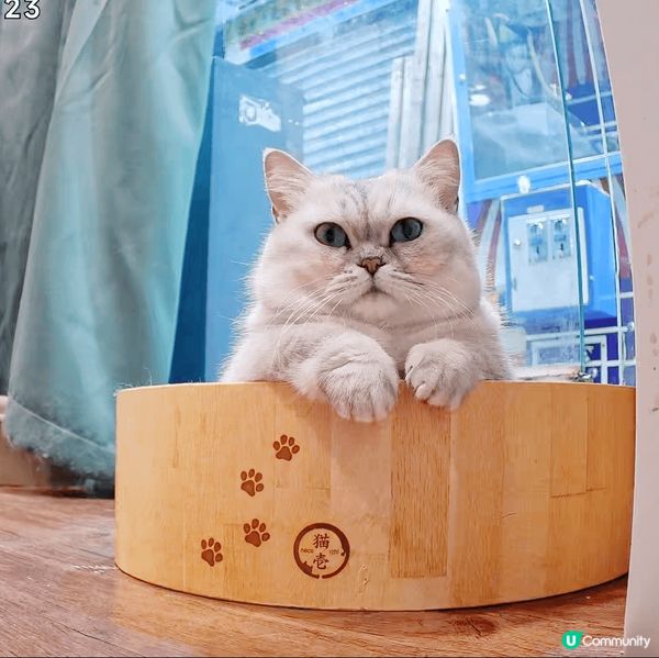 我叫湯圓，我最鐘意食雞肉，雞柳😋 我希望可以試這款新罐頭