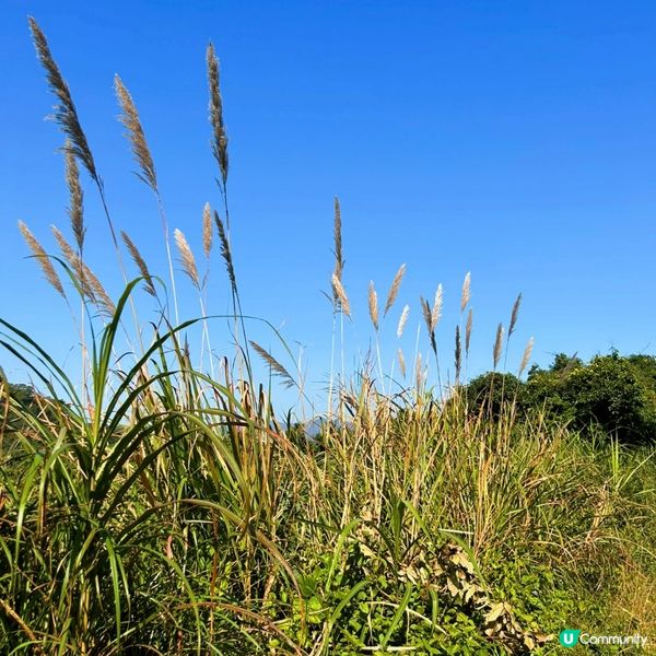 香港世外大草原 — 西貢深涌