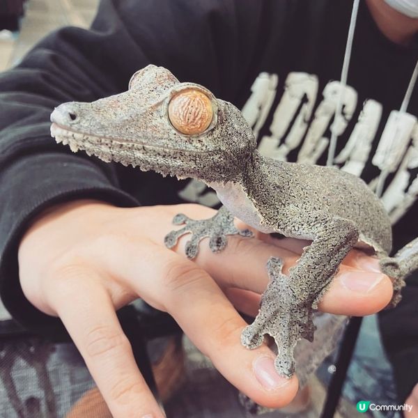 【慎入😝】爬蟲類愛好者既天堂👼🏻膽小者既地獄☠️