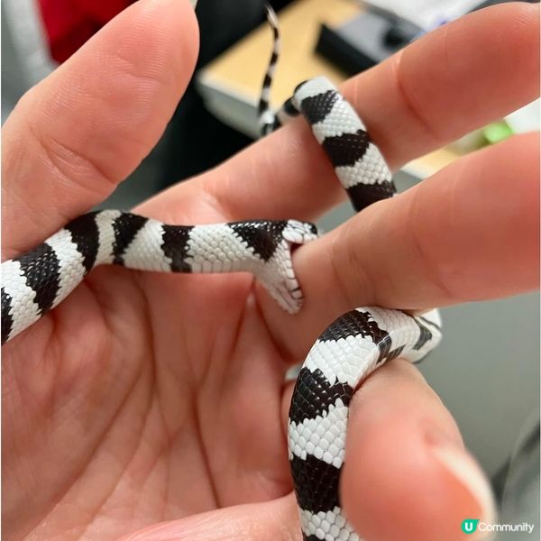 【慎入😝】爬蟲類愛好者既天堂👼🏻膽小者既地獄☠️