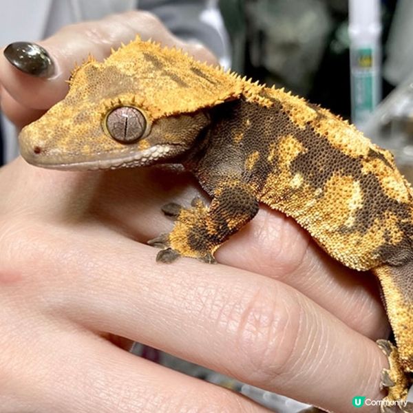 【慎入😝】爬蟲類愛好者既天堂👼🏻膽小者既地獄☠️