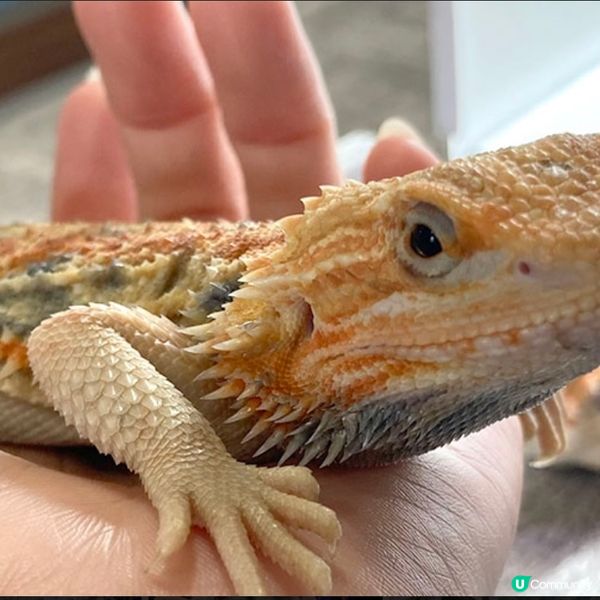 【慎入😝】爬蟲類愛好者既天堂👼🏻膽小者既地獄☠️