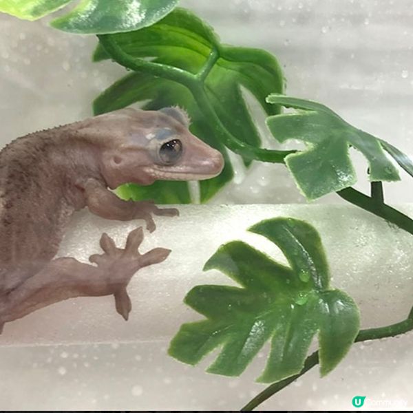 【慎入😝】爬蟲類愛好者既天堂👼🏻膽小者既地獄☠️