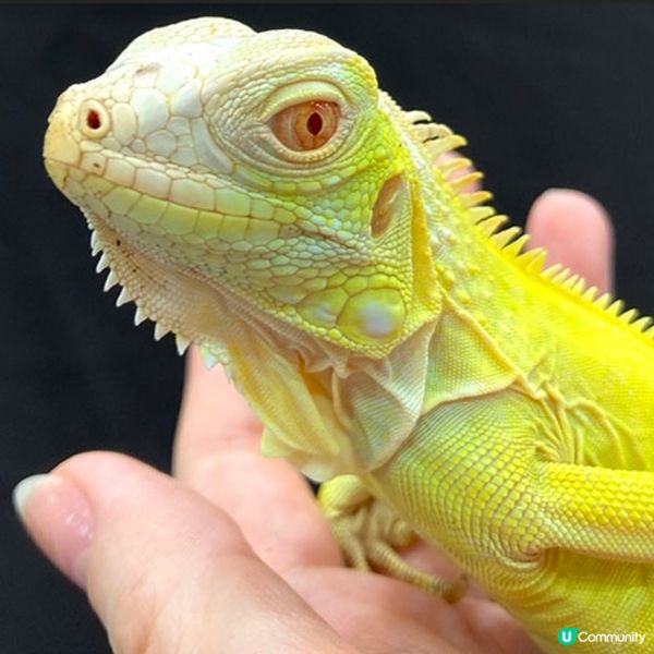 【慎入😝】爬蟲類愛好者既天堂👼🏻膽小者既地獄☠️