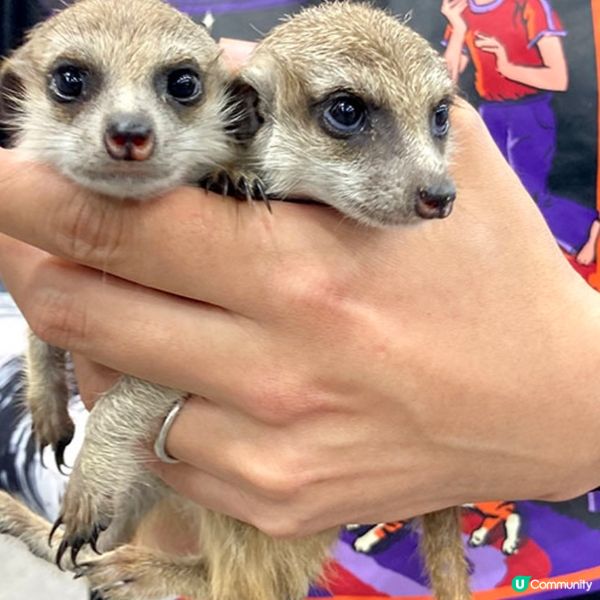 【慎入😝】爬蟲類愛好者既天堂👼🏻膽小者既地獄☠️