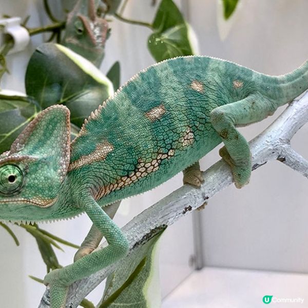 【慎入😝】爬蟲類愛好者既天堂👼🏻膽小者既地獄☠️