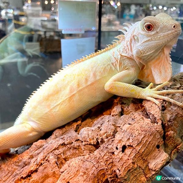 【慎入😝】爬蟲類愛好者既天堂👼🏻膽小者既地獄☠️