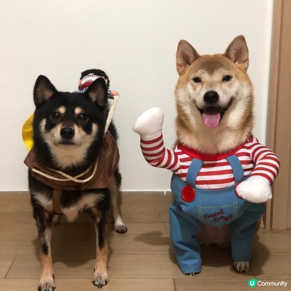 📎 狗狗helloween🎃第二擊