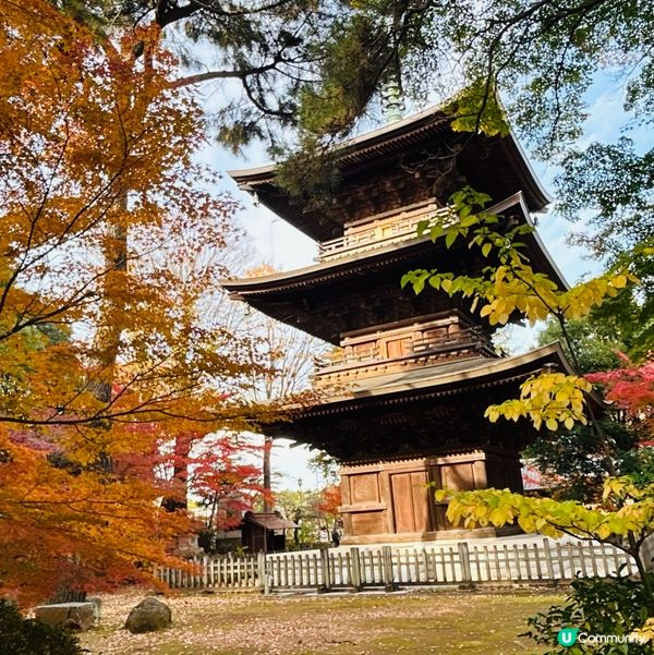 貓奴必去招財貓寺 — 豪德寺