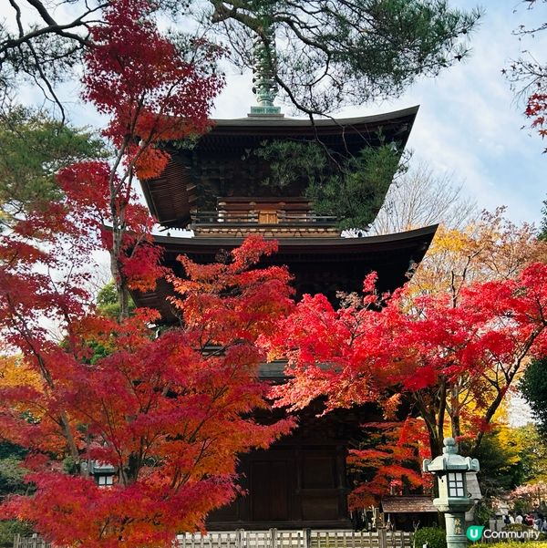貓奴必去招財貓寺 — 豪德寺