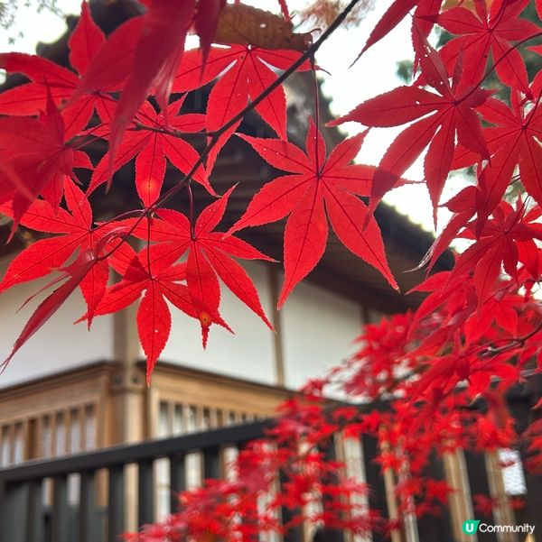 貓奴必去招財貓寺 — 豪德寺
