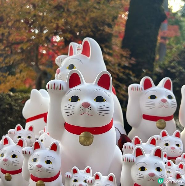 貓奴必去招財貓寺 — 豪德寺